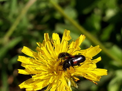 Divales bipustulatus