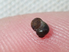 Fluminicola turbiniformis