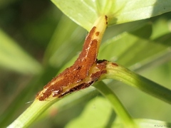 Puccinia bornmuelleri