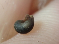 Fluminicola turbiniformis