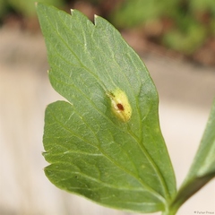 Puccinia bornmuelleri