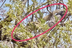 Otospermophilus variegatus