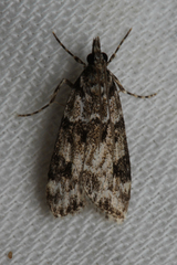 Eudonia delunella