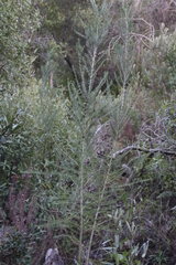 Aspalathus macrantha