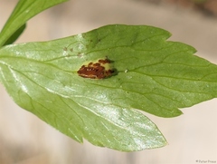 Puccinia bornmuelleri
