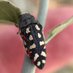 Acmaeodera gibbula