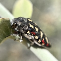 Acmaeodera gibbula