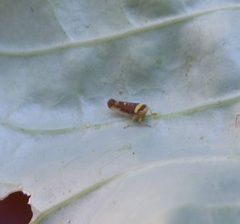 Colladonus montanus reductus