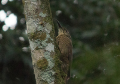 Dendrocolaptes platyrostris