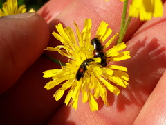 Divales bipustulatus