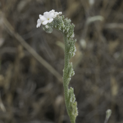 Cryptantha flaccida
