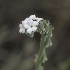 Cryptantha flaccida