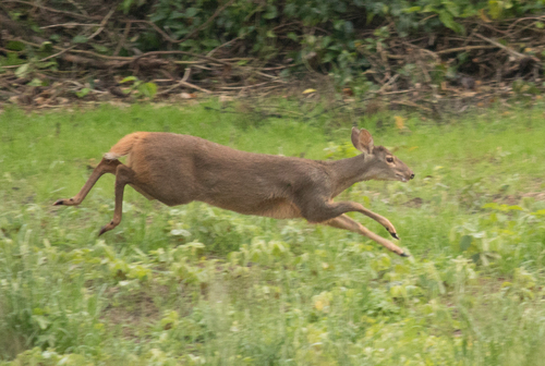 Gray Brocket