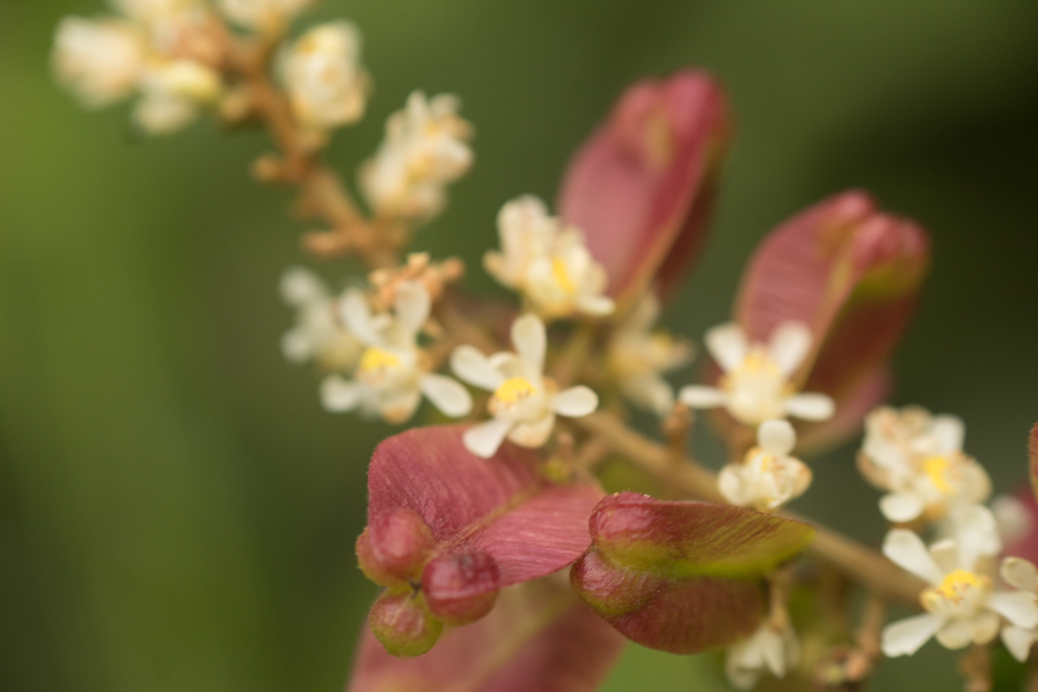 Serjania fuscifolia
