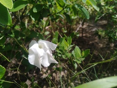 Mandevilla lanuginosa