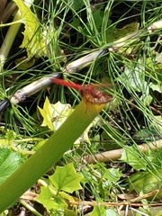 Sympetrum illotum