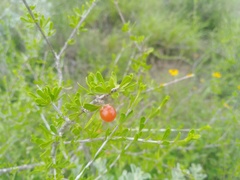 Citharexylum brachyanthum