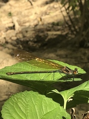 Calopteryx angustipennis