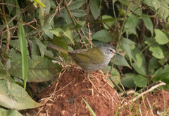 Myiothlypis leucoblephara