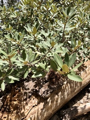 Chrysolepis sempervirens