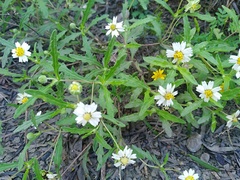 Melampodium cinereum
