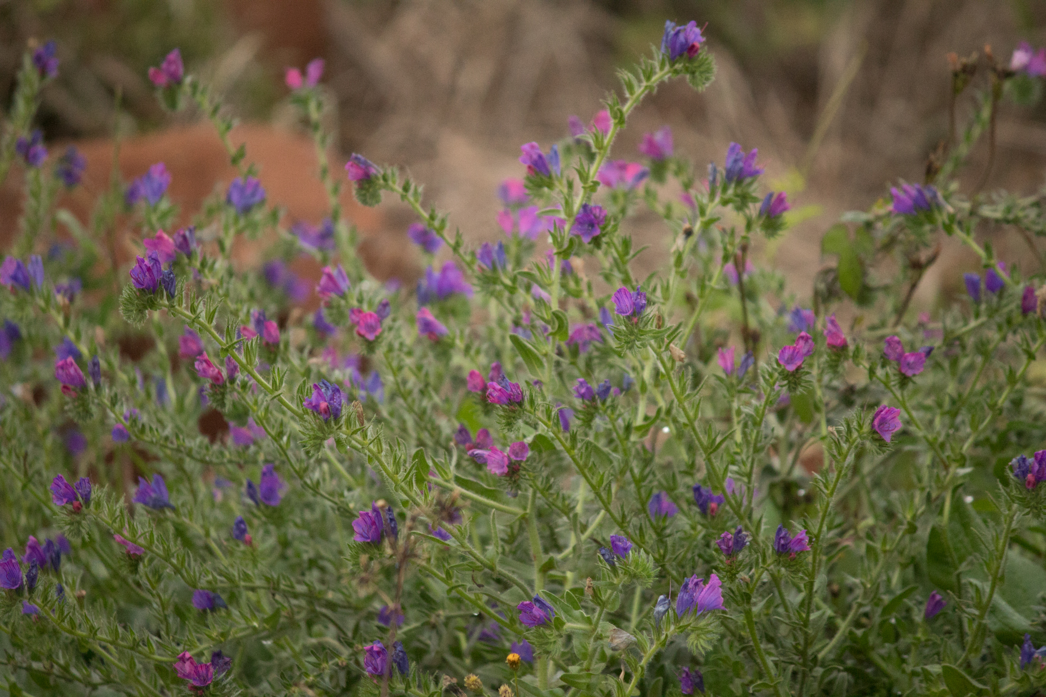 Echium plantagineum