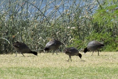 Fulica americana americana