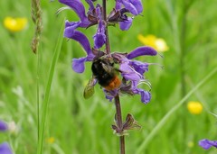 Bombus wurflenii