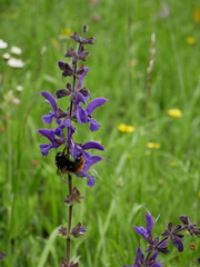Bombus wurflenii