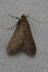 Bostra obsoletalis