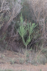 Aspalathus macrantha