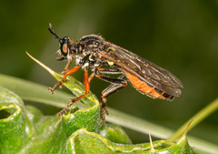 Dioctria rufipes