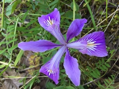 Iris tenax