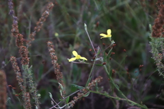 Osteospermum ciliatum