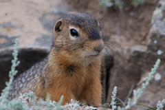 Urocitellus undulatus