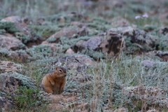 Urocitellus undulatus