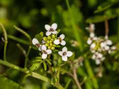 Nasturtium microphyllum