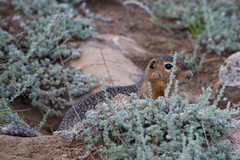 Urocitellus undulatus