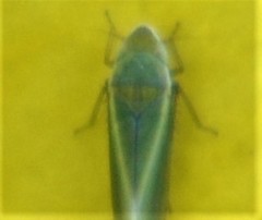 Alconeura fulminea
