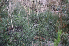 Osteospermum ciliatum