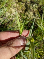 Carex glaucodea