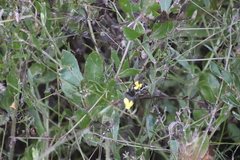 Osteospermum ciliatum