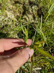 Carex glaucodea