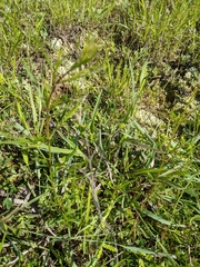 Carex glaucodea