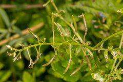 Nasturtium microphyllum