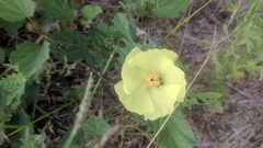Firecracker plant (Cienfuegosia)