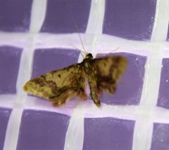 Idaea furciferata