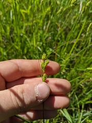 Carex hirsutella