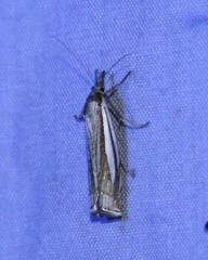 Crambus laqueatellus