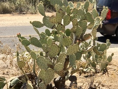 Opuntia engelmannii engelmannii